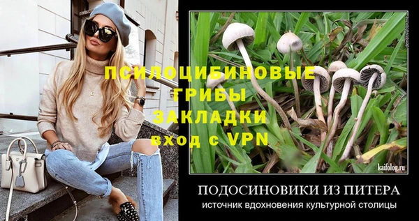прущие грибы Абаза